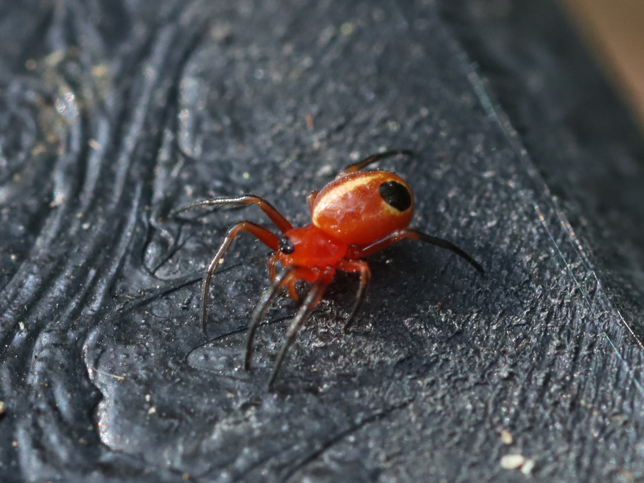 シロスジショウジョウグモ